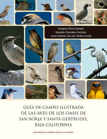 Guía de campo ilustrada de las aves de los oasis de San Borja y Santa Gertrudis, Baja California